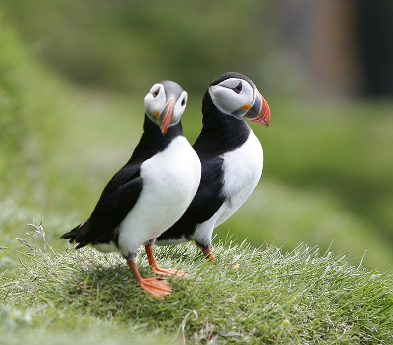 Whale Watching Iceland Puffins