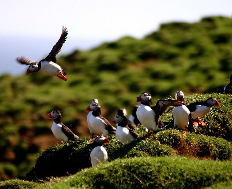 Puffins Atlantik DMC PCO Incentive Cruise Events Conferences Iceland