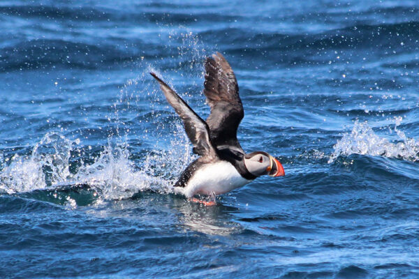 puffin Atlantik Iceland Bespoke luxury travel FIT DMC PCO