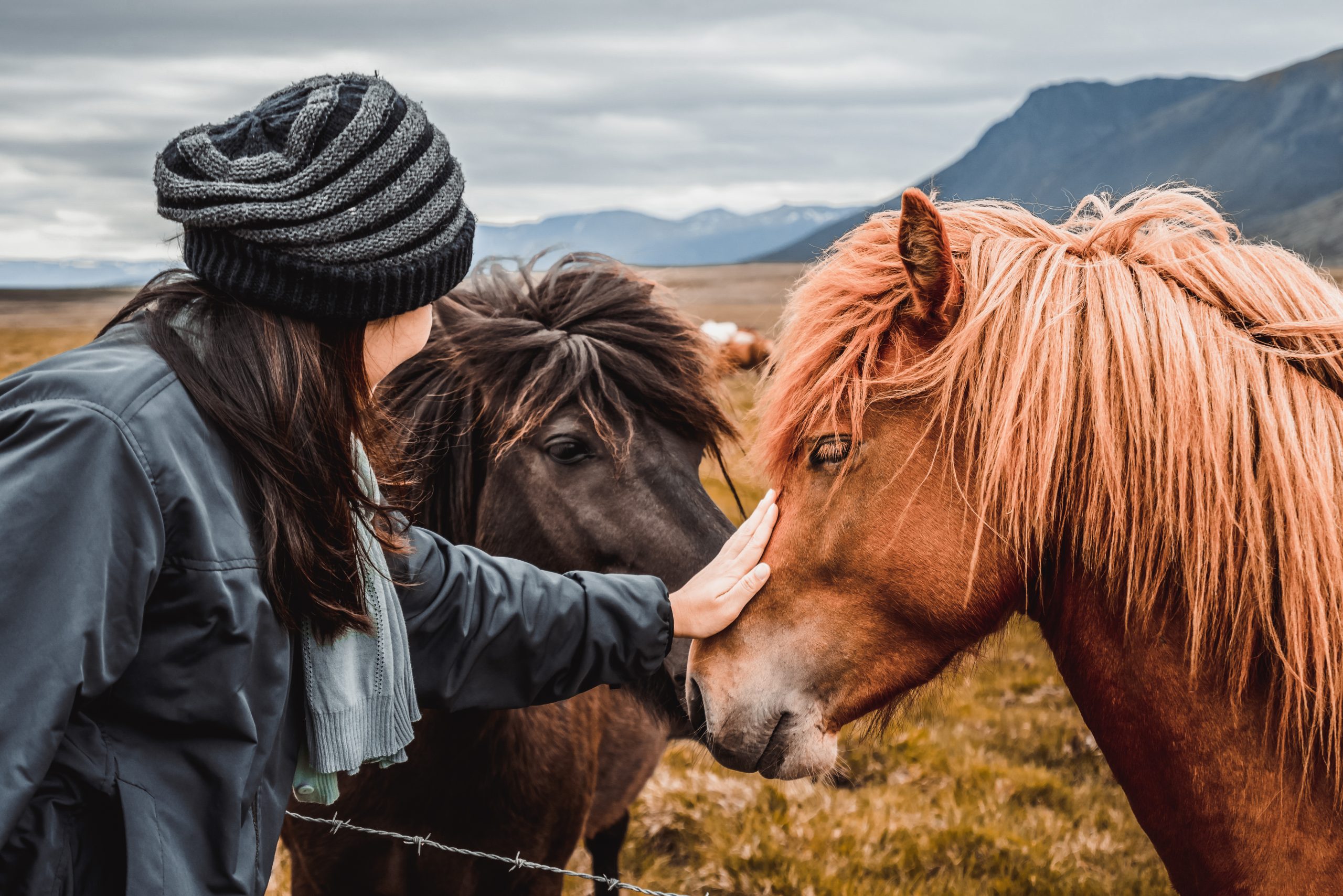 Person interacting with two horses.