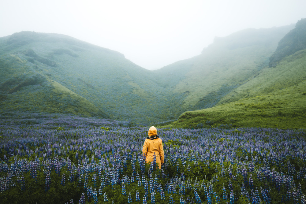 Person in yellow coat among lupines in Iceland
