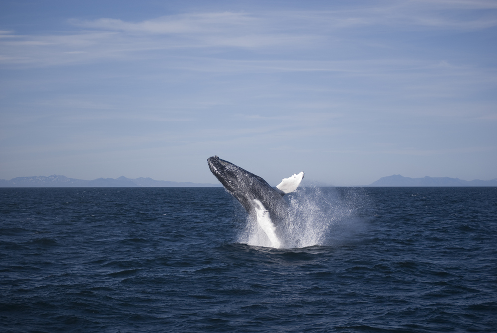 Humpback whale breaching the ocean surface