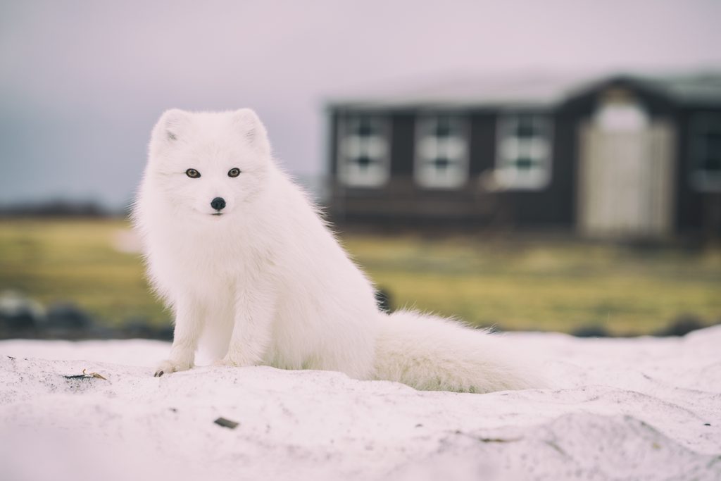 A white arctic fox in Iceland, one of the safest countries in the world
