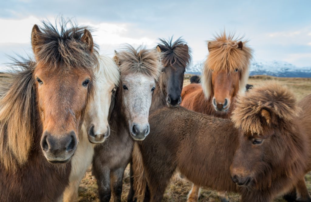 Colorful Icelandic horses
