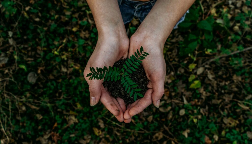 Hands gently holding soil and a young green fern, symbolizing sustainabilit, environmental care, and the importance of protecting nature for future generations.
