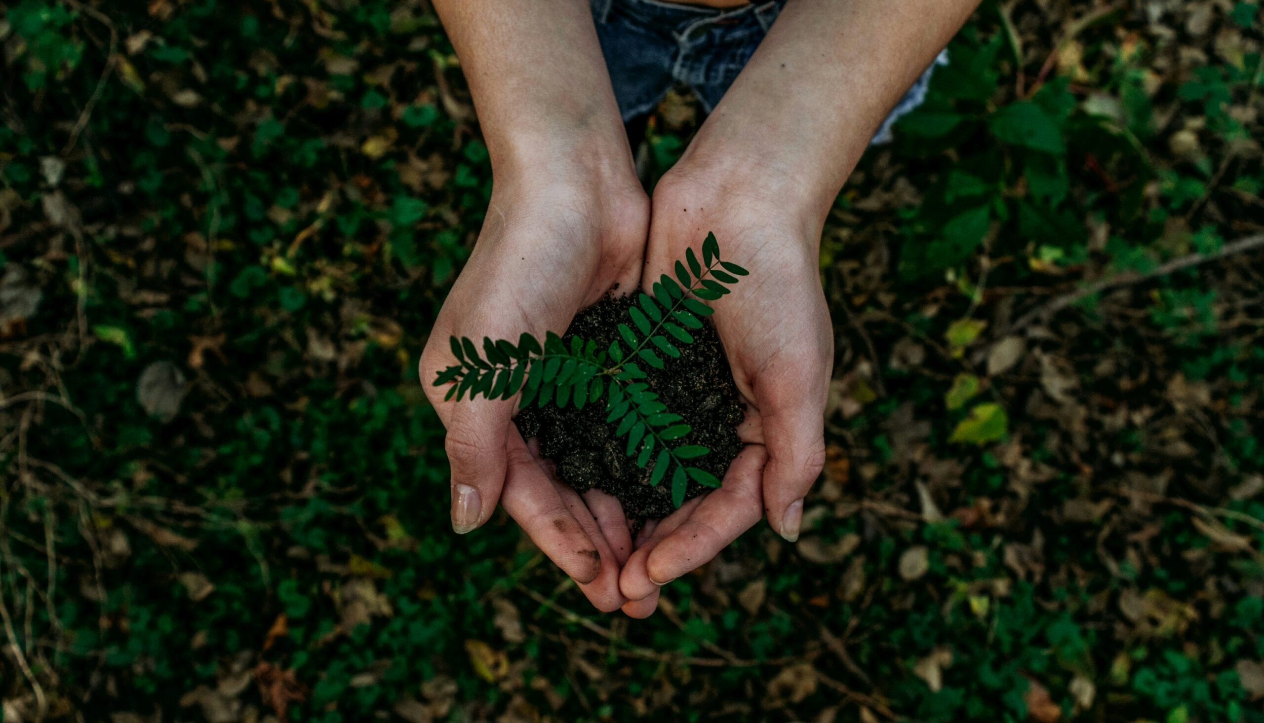 Hands gently holding soil and a young green fern, symbolizing sustainabilit, environmental care, and the importance of protecting nature for future generations.